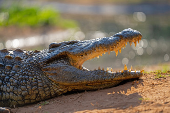 Hipopótamos y cocodrilos con Steve Backshall 