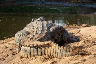 Hipopótamos y cocodrilos con Steve Backshall 