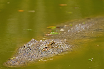 Hipopótamos y cocodrilos con Steve Backshall 