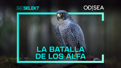 La batalla de los Alfa 