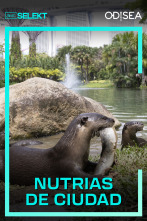 Nutrias de ciudad 