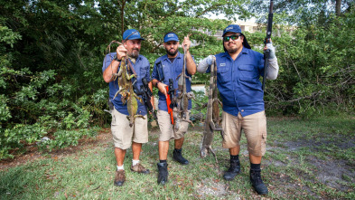 Dirty Jobs: Cirujano de combate y cazador de iguanas