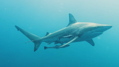 Ataque de tiburón 360: Mandíbulas urbanas
