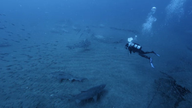 Ataque de tiburón 360: Mordeduras a poca profundidad