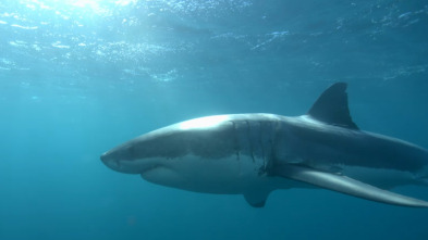 Ataque de tiburón 360: Llega el calor