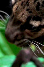 Extinct Or Alive,...: El leopardo nublado de Formosa