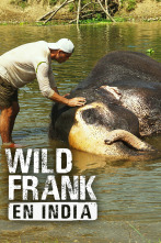 Wild Frank en India 