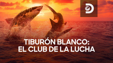 Tiburón blanco: el club de la lucha