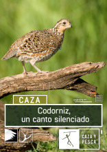 Codorniz: un canto silenciado