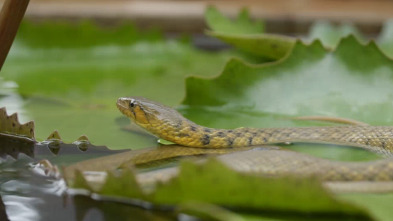 Serpientes en la ciudad: Súper serpiente