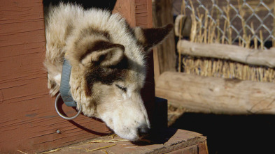 Veterinario en... (T2): Suben las temperaturas