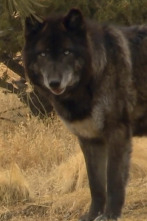 Veterinario en... (T6): En casa con los lobos