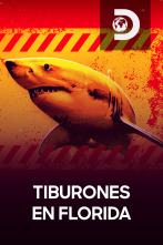 Tiburones de Florida