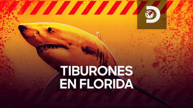 Tiburones de Florida