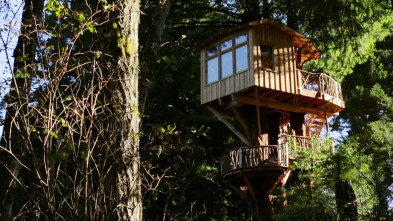 Mi casa en un árbol,...: Refugio en las secoyas