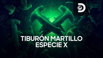 Tiburón martillo: especie X