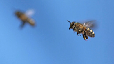 Misterios de la...: Enjambre de abejas en Times Square