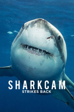 Sharkcam: Mejores momentos