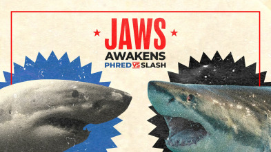 Batalla de tiburones: Phred vs. Slash