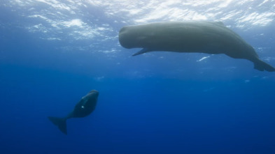 OceanXplorers: Los gigantes de las profundidades