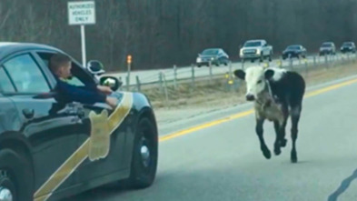 ¡Pillados!: Ridiculización en la carretera