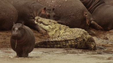 Safari letal: Cocodrilo vs. hipopótamo