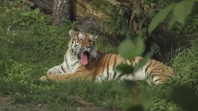 El zoo del Bronx,... (T5): Gatos nuevos en el barrio