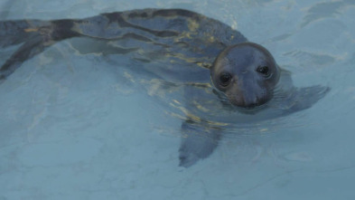 The Aquarium (T1): Pingüinos enamorados