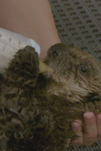 The Aquarium (T1): Rescate de una nutria bebe´