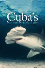 Tiburones gigantes de Cuba