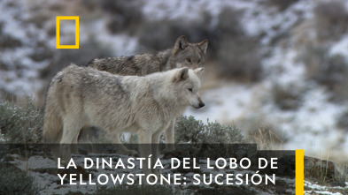 La Dinastía Del Lobo De Yellowstone: Sucesión 