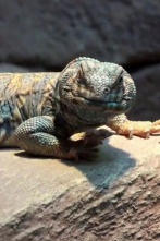 Terrarios XXL (T1): El recinto para el uromastyx