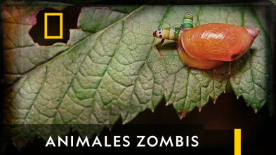 Animales zombis 