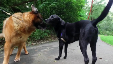 ¿Cómo lo hacen? Mundo...: Rabos de cachorritos y mandíbulas de cocodrilo