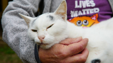 ¿Cómo lo hacen? Mundo...: Discurso del gato