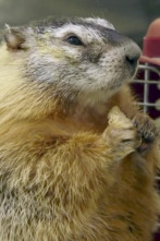 El zoo del Bronx (T3): Mott, la maravillosa marmota