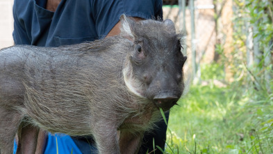 El zoo del Bronx (T3): Un jabalí verrugoso llamado 