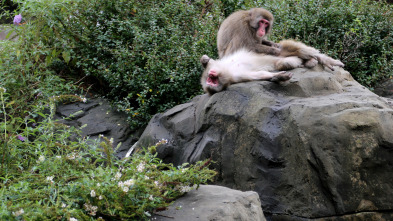 El zoo del Bronx (T3): Un nuevo macaco japonés