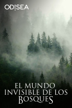 El mundo invisible de los bosques 