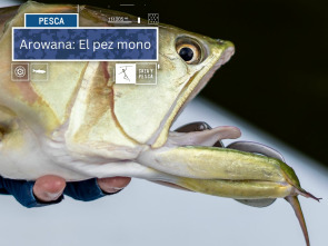 Arowana: el pez mono