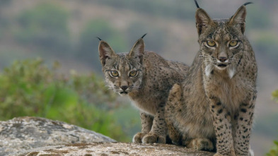 La tierra del lince...: Primavera