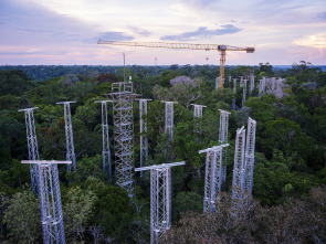 El futuro de la naturaleza: Bosques