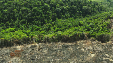 El futuro de la naturaleza: Bosques