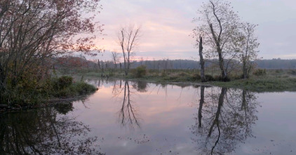 El futuro de la naturaleza: Bosques