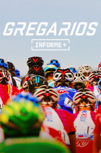 Informe Plus+. Gregarios. Ganar perdiendo