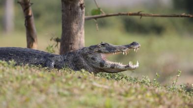 Coyote Peterson en lo...: Dragones del norte