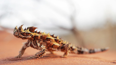 Coyote Peterson en lo...: Alienígenas en Australia