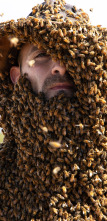 Coyote Peterson en lo...: Rodeado de abejas asesinas