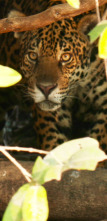 Coyote Peterson en lo...: La sombra del jaguar