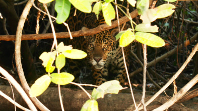 Coyote Peterson en lo...: La sombra del jaguar